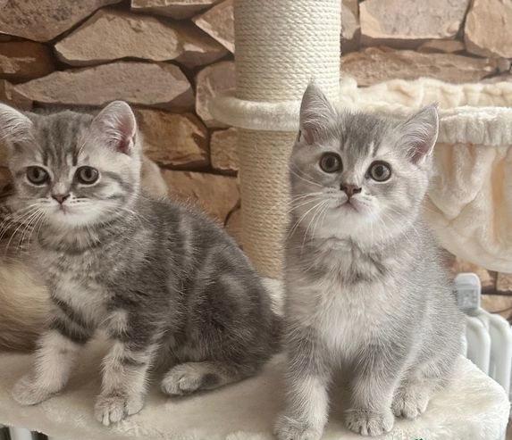 gattini British Shorthair attivi